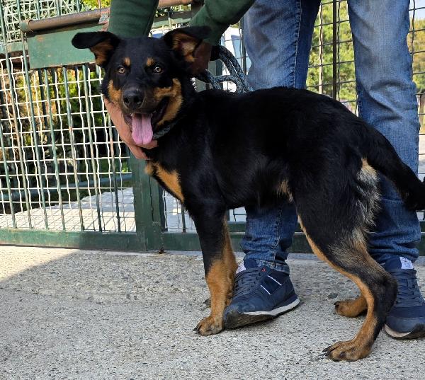 Squalo Dolce Cucciolotto